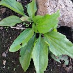 Herbal Medicine - plantain