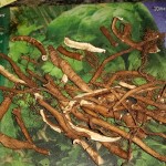 Herbal Medicine - sliced root